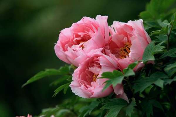 Peony