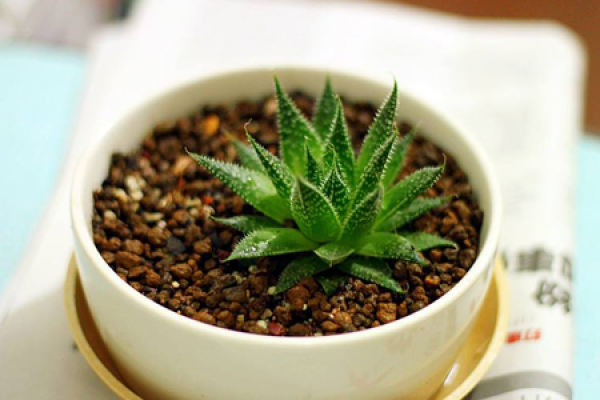 Aloe