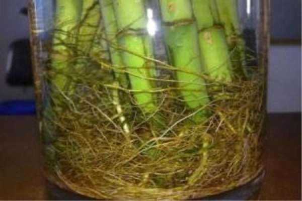 Water Bamboo