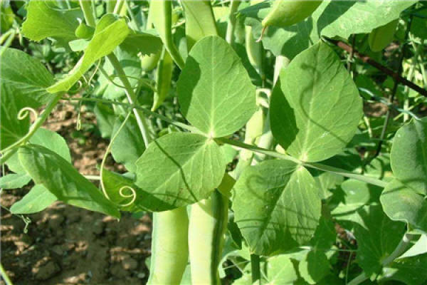 Peas
