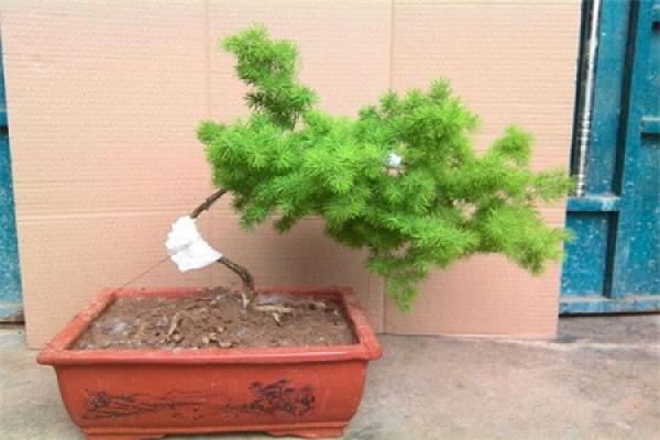 Peng Lai Song Peng Lai Song