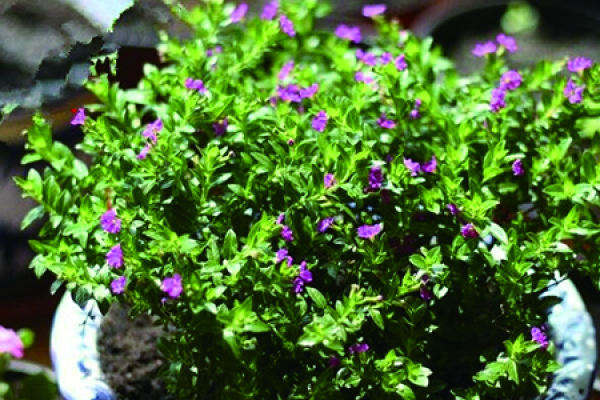 Gypsophila paniculata