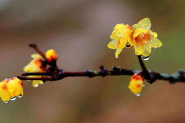 Wintersweet