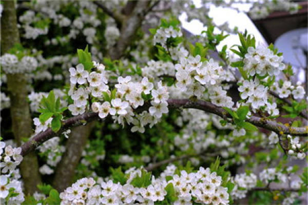 plum tree