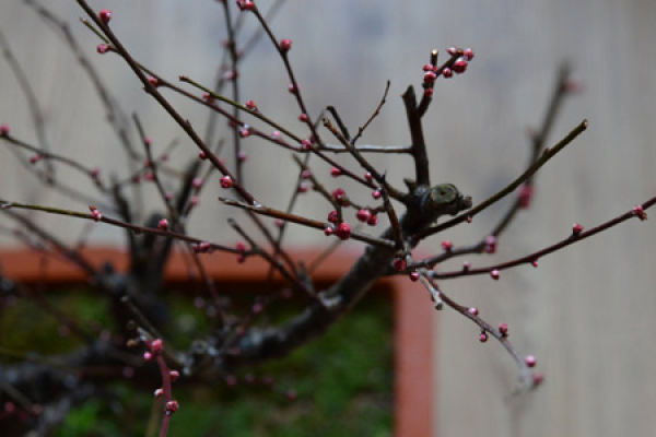 plum