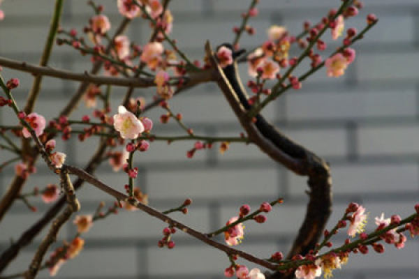 Plum blossom