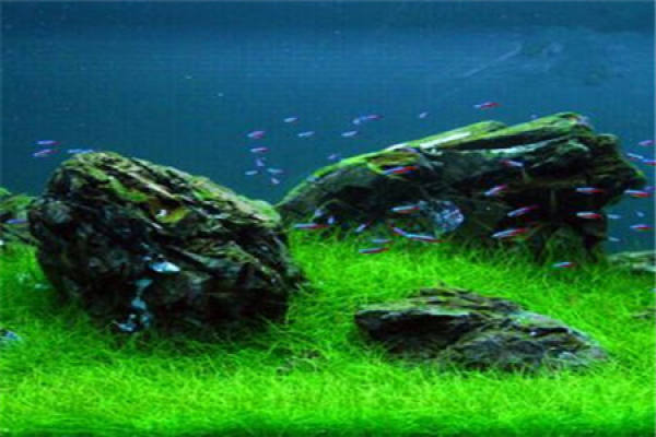 Creeping dwarf pearl