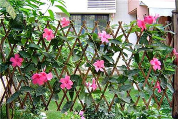 Piperis japonica