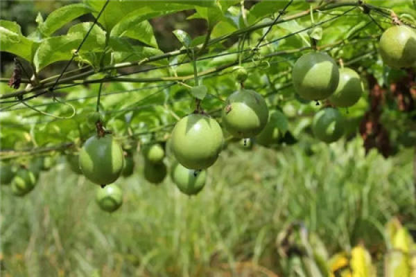 Passion Fruit