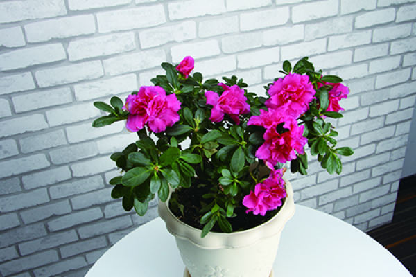 Rhododendron