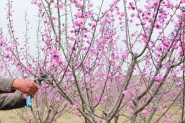 prune plum