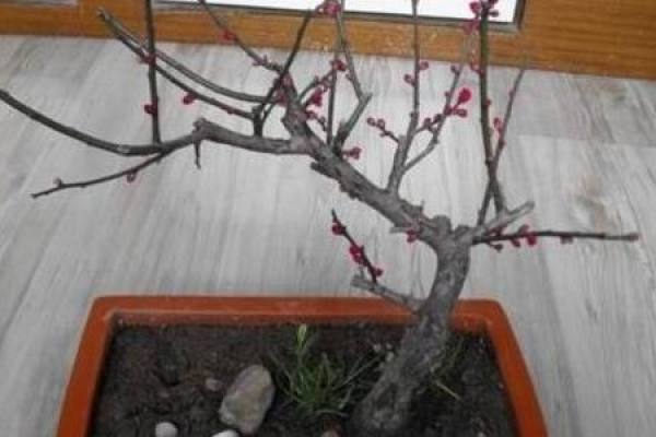 prune plum