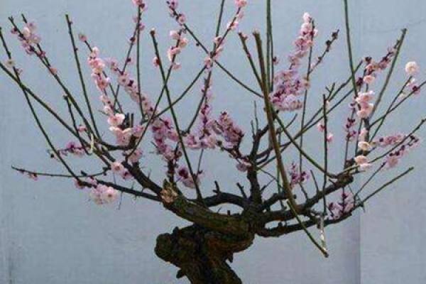 A pruned plum blossom