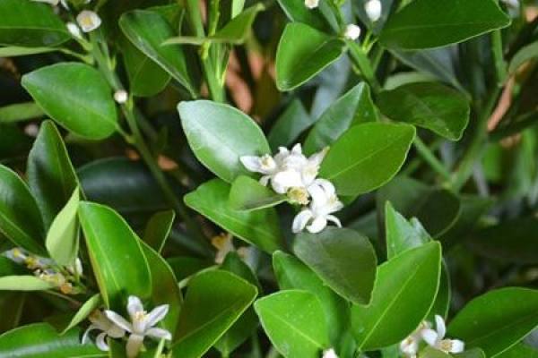 blooming kumquat