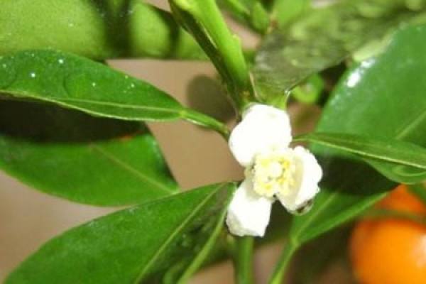 blooming kumquat
