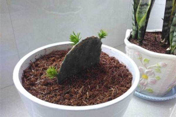 Cuttage cactus