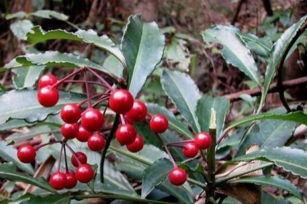 Ardisia japonica raised in a well-ventilated place