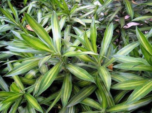 Lily Bamboo