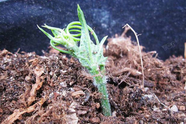 Chayote