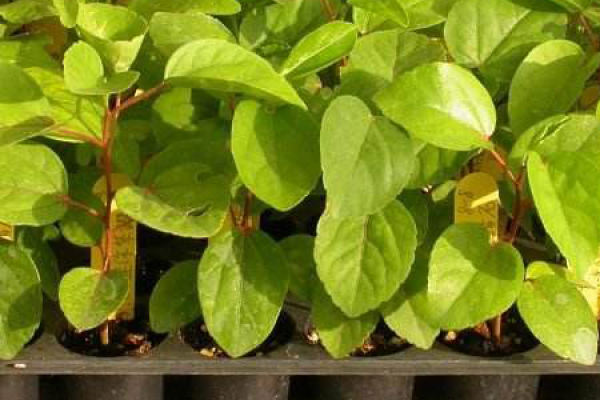 Chinese hibiscus flower