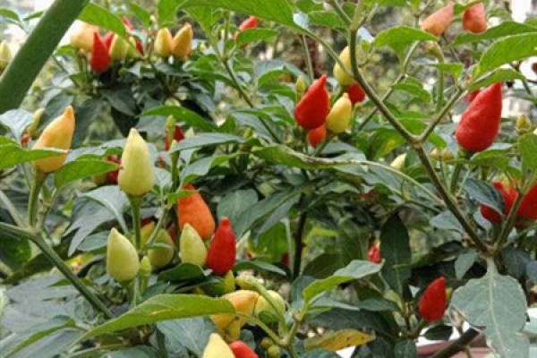 Multicolored pepper