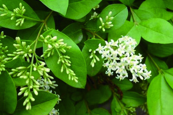 osmanthus