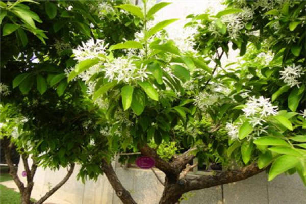 Fimbriate tree