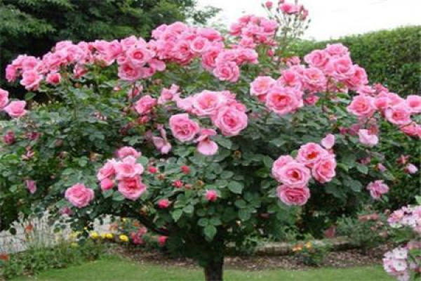 tree rose