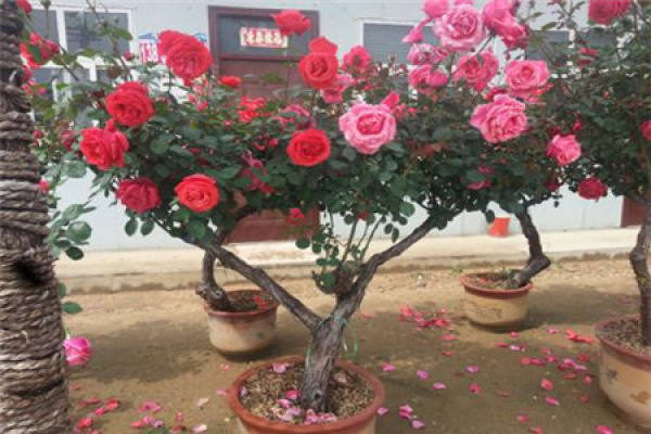 tree rose