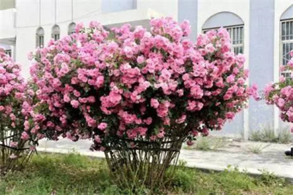 Tree Rose