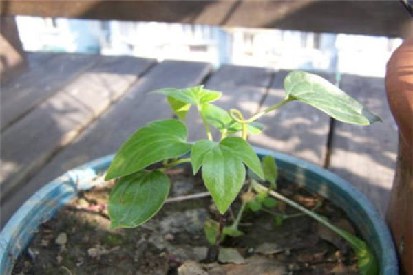 Clematis Clematis