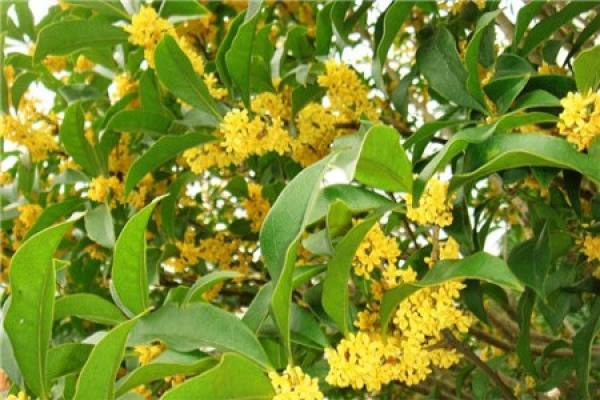 osmanthus