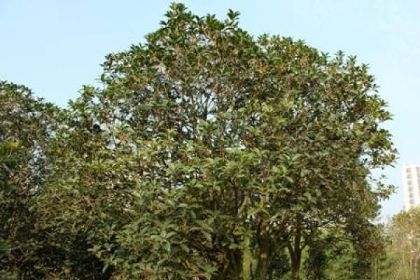 osmanthus