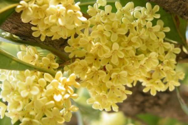 Osmanthus tree