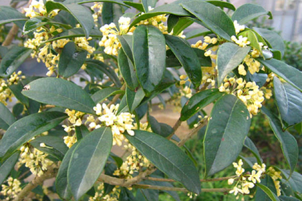 osmanthus