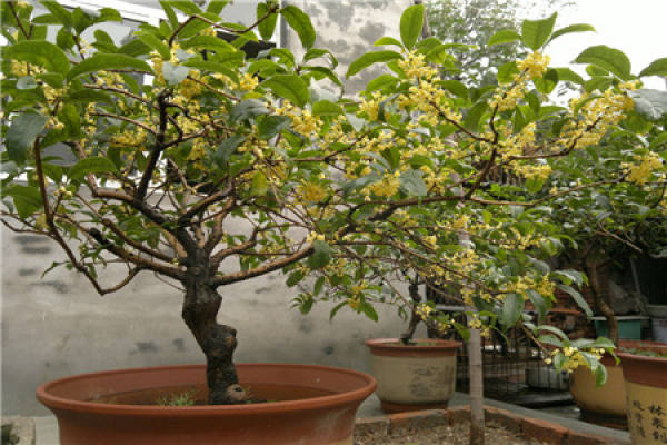 osmanthus