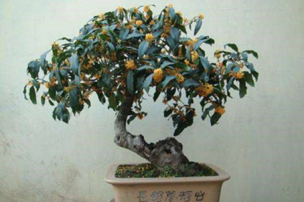 Osmanthus tree