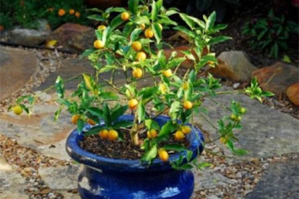 Pruned cumquat