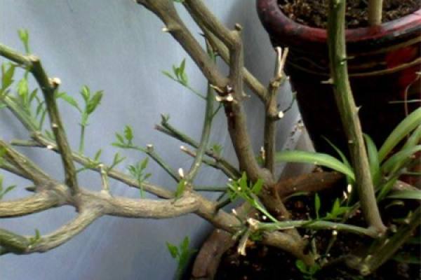 pruned kumquat