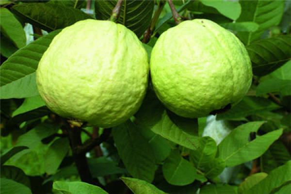 seasons pear