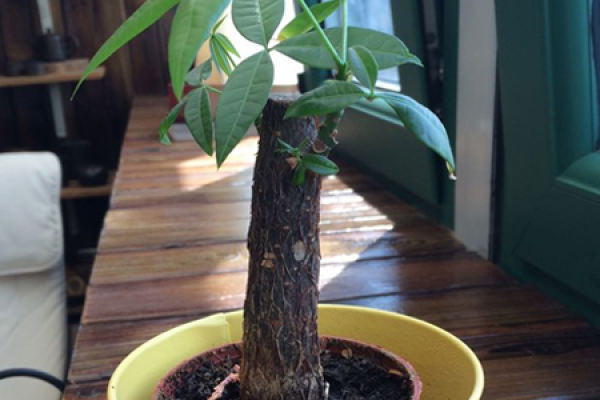 Money Tree