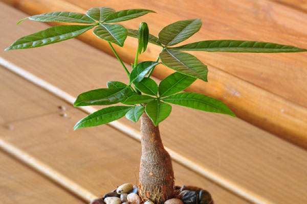 Fortune Tree