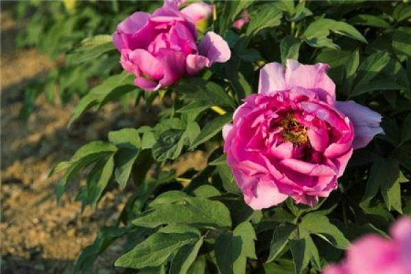 Peony full of riches and honor