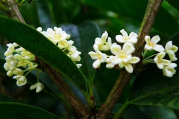 osmanthus