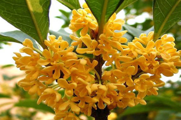 osmanthus