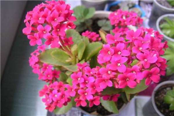 Jonquil