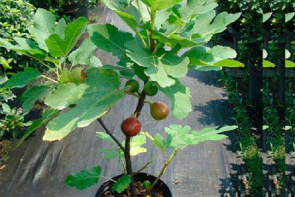 fig