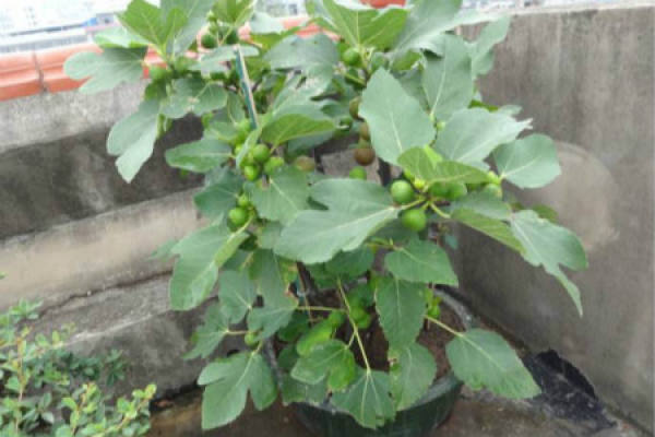 Figs