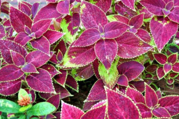 Multicolored Su Multicolored Su