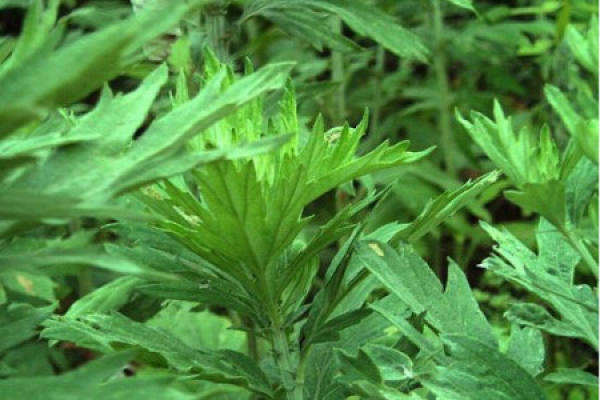 Wormwood